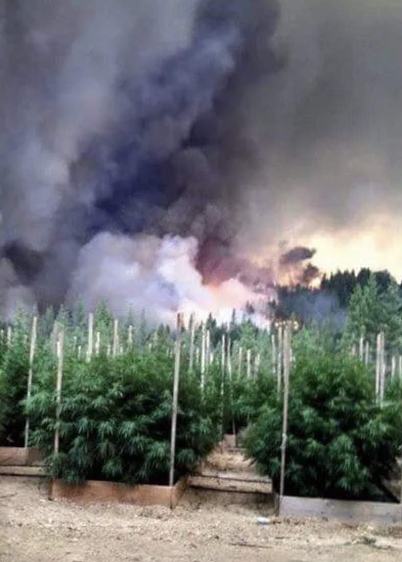 MJ burning wildfire scene